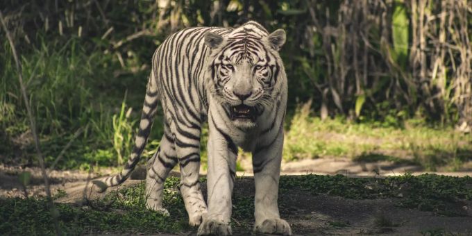 Obwohl der weisse Tiger von der Katze abstammt, ist und bleibt er ein Raubtier. weisser tiger