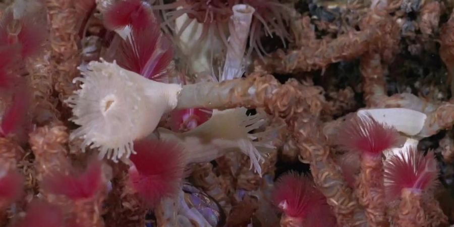 Röhrenwürmer, die bei einem Erkundungstauchgang in 650 Meter Tiefe entdeckt wurden. Foto: Rov Subastian/Schmidt Ocean Institute/dpa