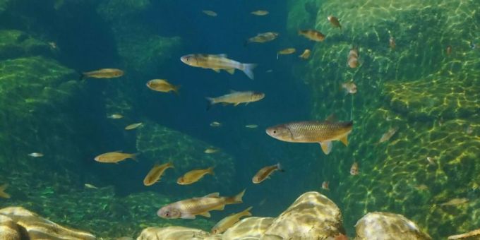 Die Aufnahme von Mikroplastik kann erheblich zur Exposition von Wasserorganismen gegenüber Progesteron beitragen. Progesteron gilt als endokriner Disruptor und kann schon in kleinsten Mengen den Organismus schwer schädigen (Pressebild). Die Aufnahme von Mikroplastik kann erheblich zur Exposition von Wasserorganismen gegenüber Progesteron beitragen. Progesteron gilt als endokriner Disruptor und kann schon in kleinsten Mengen den Organismus schwer schädigen (Pressebild).