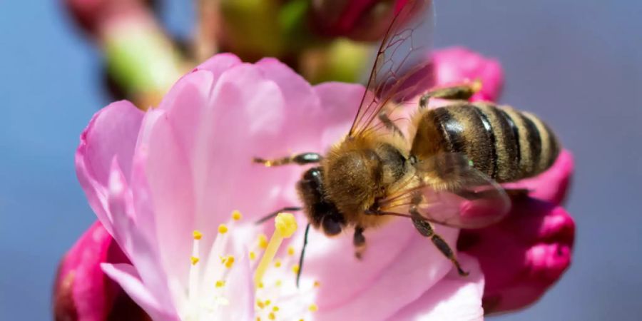 Australien importiert europäische Bienenköniginnen, weil sie resistent sind gegen bestimmte Milben. Wegen der Pandemie und den damit verbundenen Verzögerungen bei der Post kommen die Bienen tot oder geschwächt an - das gefährdet die Bienenzucht und damit den ganzen Pflanzenbestand (Symbolbild).