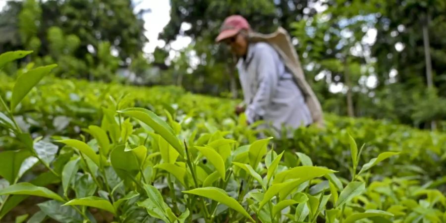 Tea crops have suffered in Sri Lanka due to a lack of organic fertiliser