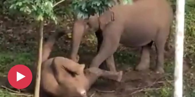 Trauriges Video - Elefanten-Mutter versucht ihr totes Kalb zu wecken