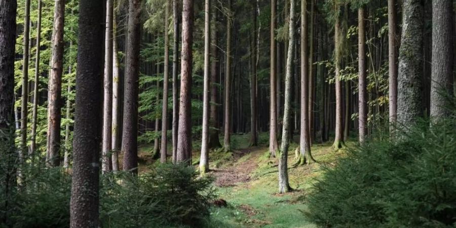 Ein achtjähriges Mädchen aus Berlin hat sich im Wald an der deutsch-tschechischen Grenze verirrt. Foto: Daniel Vogl/dpa