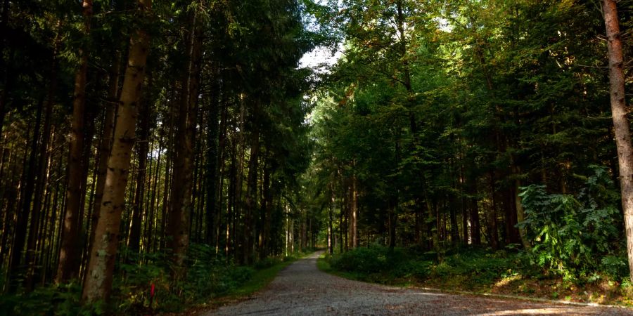 Der Hardwald bei Kloten.
