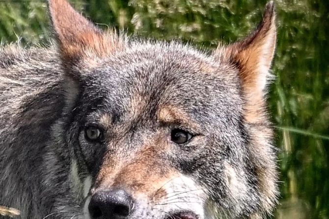 wolf