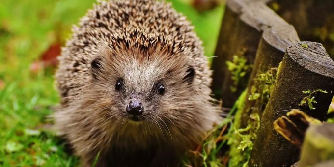 Das Igelzentrum befindet sich an der Stadtgrenze zu Opfikon und informiert über jegliche Themen rund um den Igel. (Symbolbild) Igelzentrum