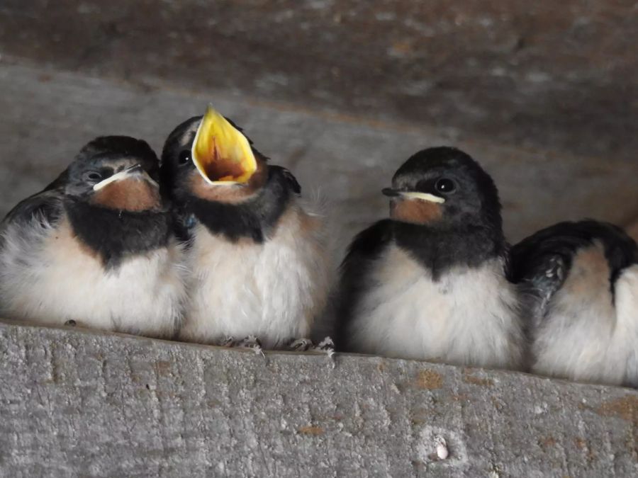 Hungrige Rauchschwalben.