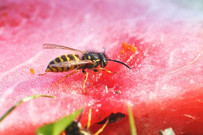 Bisher war das aber im Mittelland nicht der Fall. Und die Wespen machen munter weiter. Wespe
