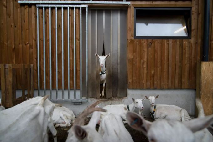 Die Ziegen sorgen mit ihrem äusserst wählerischen Fressverhalten dafür, dass nur das Beste in die Milch kommt. Ziegenkäse