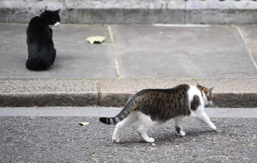 Palmerston and Larry