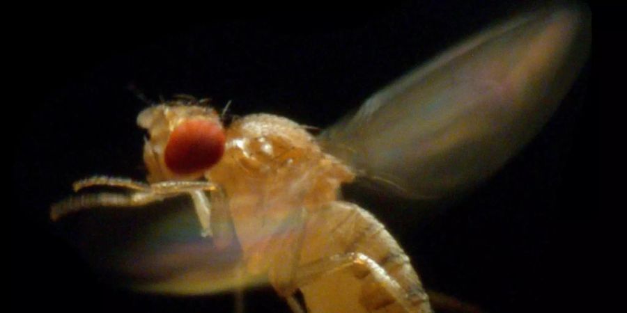 Schweizer Forschenden ist es gelungen, eine hauchdünne Augenbeschichtung von Insekten - wie sie auch die Fruchtfliege aufweist - nachzubauen.