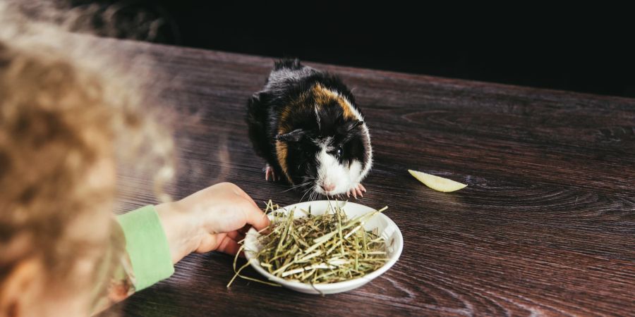 Meerschweinchen bekommt Heu