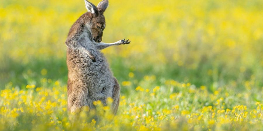 luftgitarre känguru witzigstes tierfoto