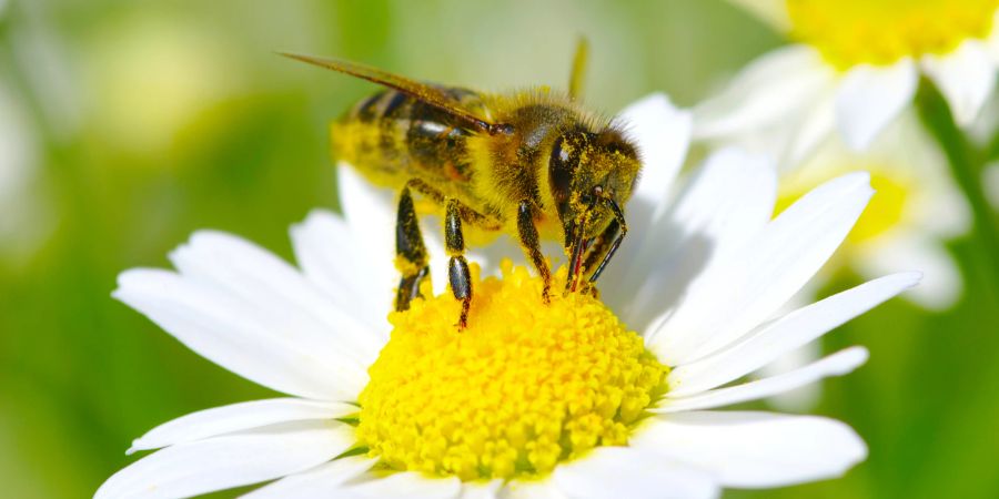 Biene auf Kamille Blüte