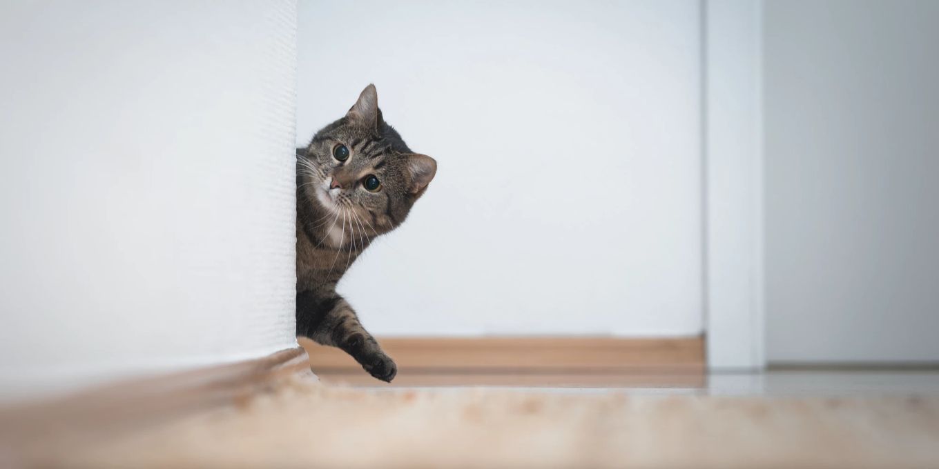 Erste Nacht mit der Katze Tipps für die Eingewöhnung Nau Tiere