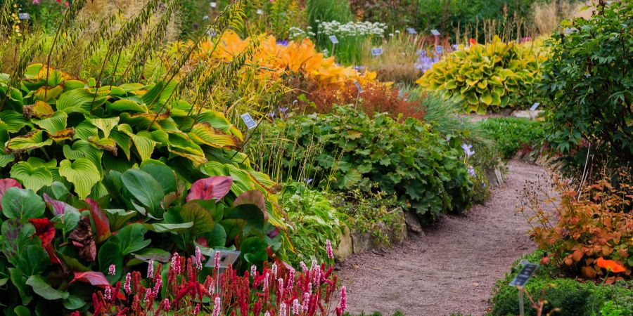 Garten mit Stauden und Blumen