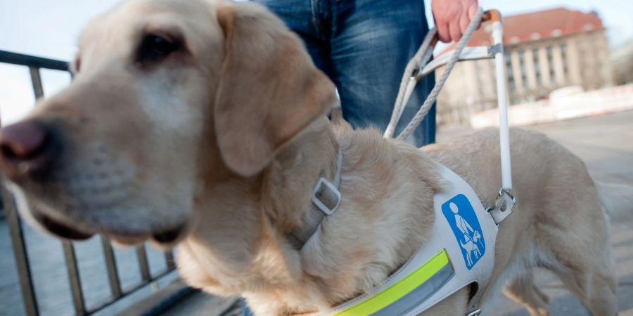 Auf essenzieller Mission: Ein Blindenführhund ersetzt das Augenpaar eines blinden Menschen - und das erfordert höchste Konzentration.