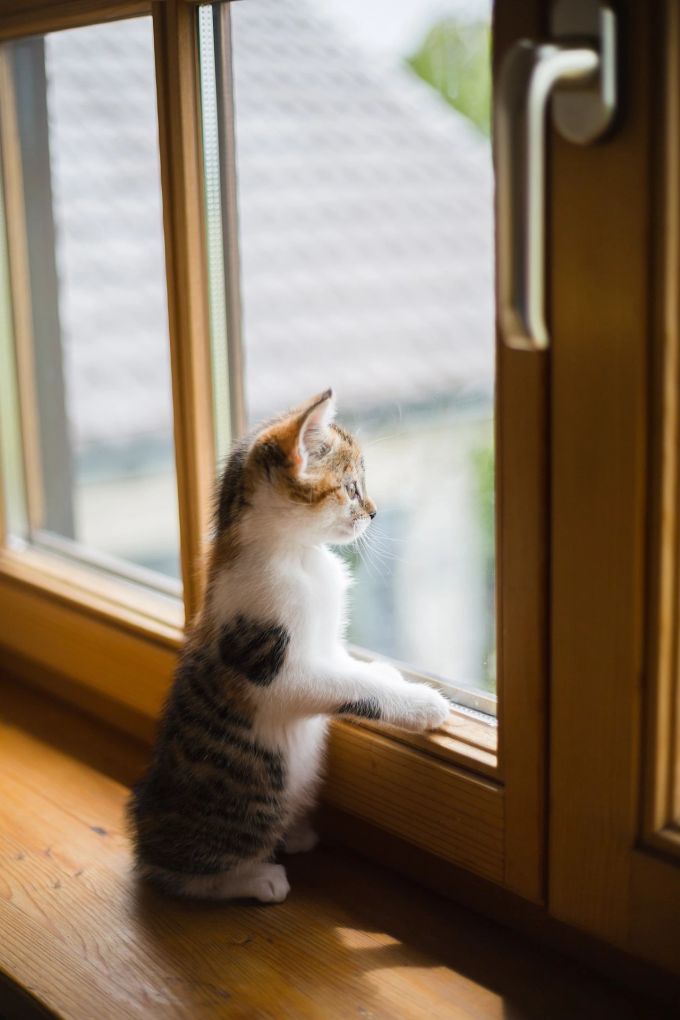 Katze am Fenster - ein häufiges Bild. Katze, Fenster, Arbeit, Homeoffice