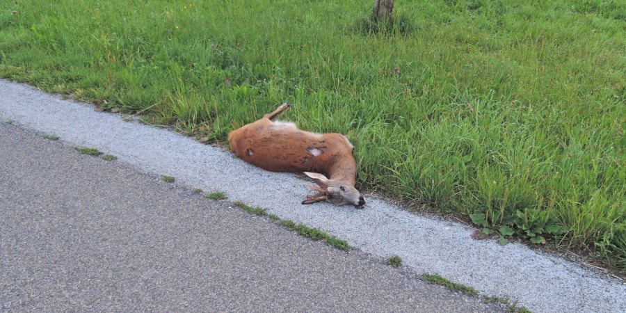 Vorsicht Tiere