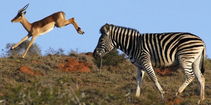 Die Angst vor Menschen ist in den meisten Tieren der Savanne tiefer verankert als die Angst vor Löwen. impala und zebra