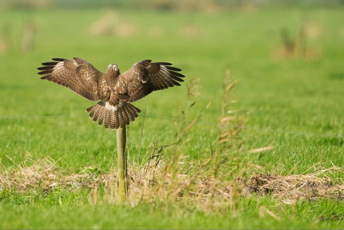 Mäusebussard sind die häufigsten Raubvögel in der Schweiz und finden laut Experten genügend Futter - auch im Winter. mäusebussard füttern