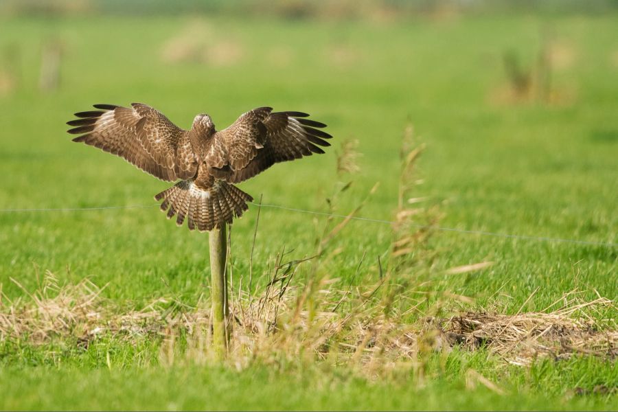 mäusebussard füttern