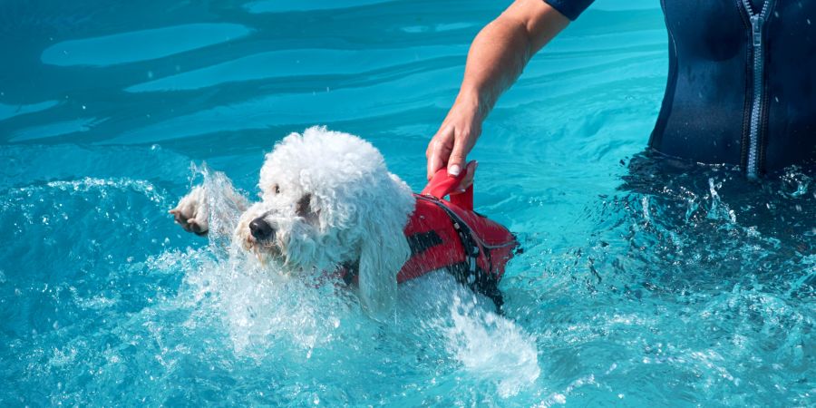 Hund Schwimmen