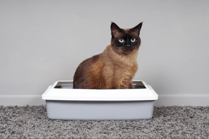 Katzen sind reinliche Tiere und meiden das Katzenklo nur aus bestimmten Gründen. Katze, Tier, Katzenklo