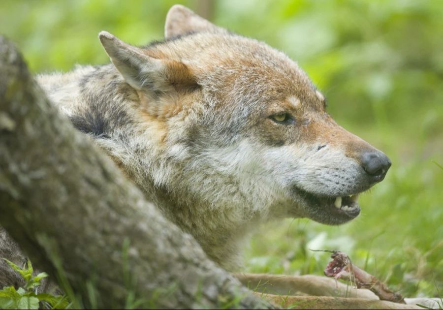 Der Wolf ist auf dem Vormarsch: Die Population in der Schweiz hat sich seit 2020 ungefähr verdreifacht: Von 100 Wölfen in 11 Rudeln auf 300 Wölfe in 32 Rudeln. (Symbolbild)