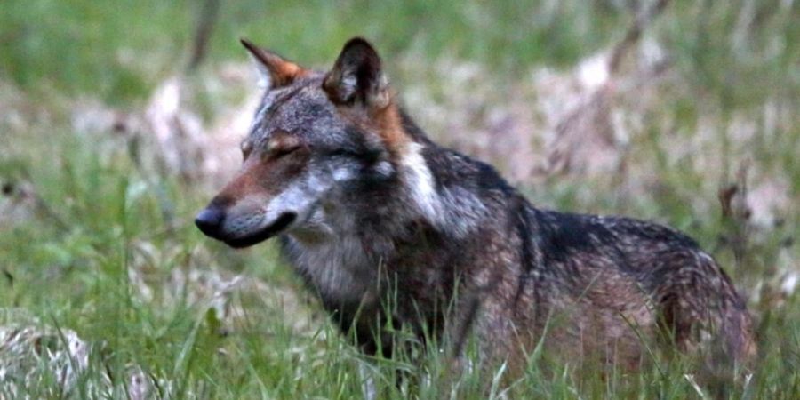 Im Wallis haben Wildhüter und Jäger seit Beginn der Jagd am 1. Dezember fünf Wölfe abgeschossen. (Archivbild)