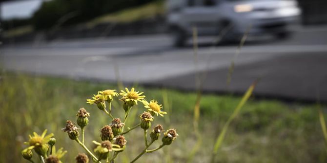 Biodiversitätsinitiative