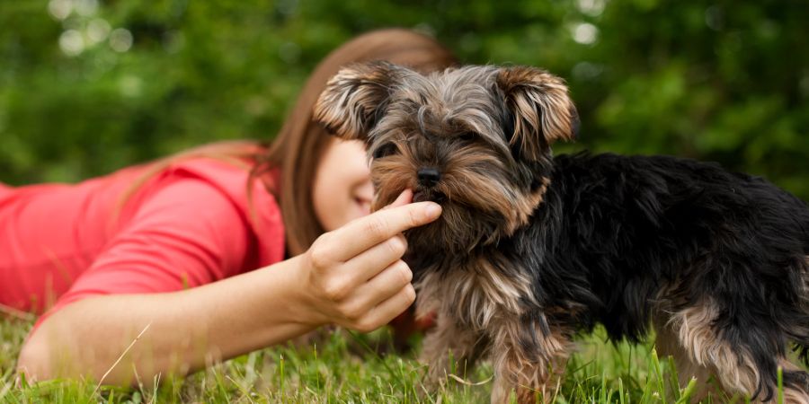 Hund bekommt Snack