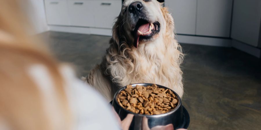 Frau hält Schüssel mit Futter vor Hund