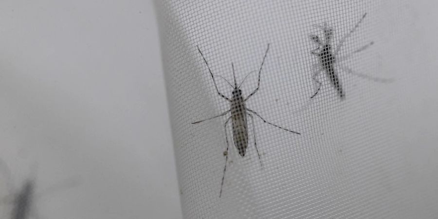 dengue peru