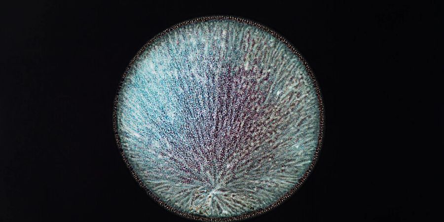 Die Fotografie «Dopamine» der Serie «All You Can Feel» von Sarah Schönfeld ist Teil der Ausstellung «Techno Worlds». Schönfeld fotografierte verschiedene Substanzen wie körpereigenen Neurotransmitter oder Drogen.