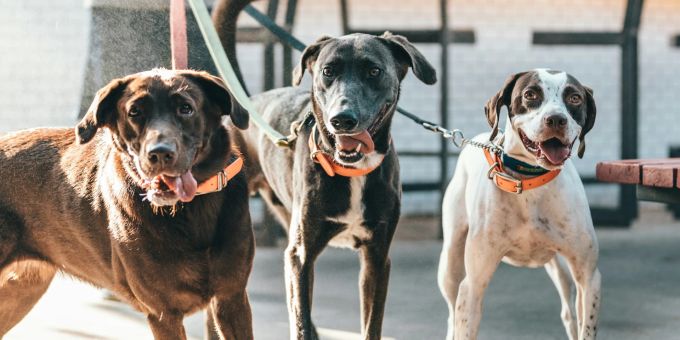 Während die Hunde in der Obhut der Sitterin waren, nahmen sie laut Staatsanwaltschaft stark ab. Einer der Hunde starb kurz darauf. (Symbolbild) hundesitterin freispruch