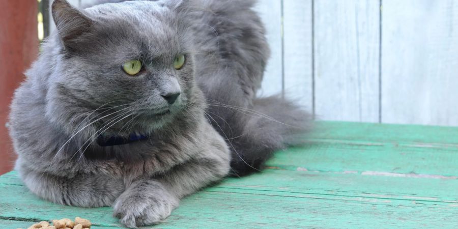 Graues Fell und grüne Augen sind die Markenzeichen der Nebelung-Katze.
