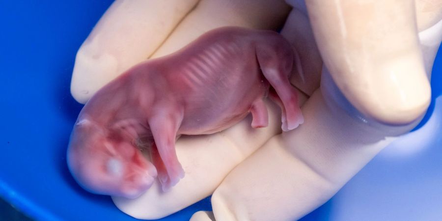 nördliches breitmaulnashorn