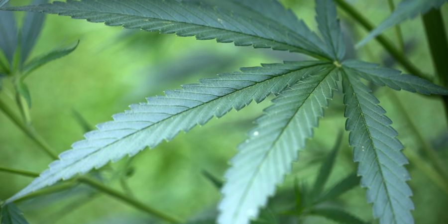 Das Projekt, das seit März 2023 läuft, soll risikoärmeren Cannabiskonsum fördern. (Symbolbild)
