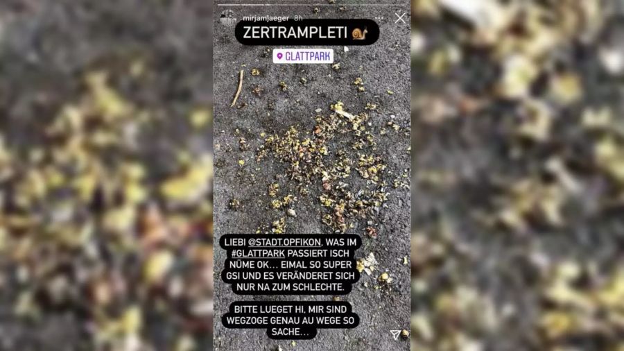 Zertrampelte Schnecken liegen am Boden.