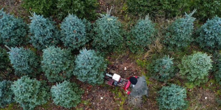 Acht bis zehn Millionen echte Weihnachtsbäume werden jährlich in Grossbritannien verkauft, bis zu drei Millionen stammen bisher aus dem Ausland. Foto: Steve Parsons/PA Wire/dpa