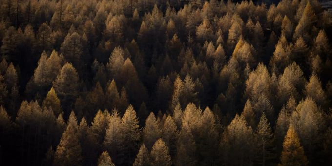 Ein Wald im Kanton Graubünden. Wald Graubünden