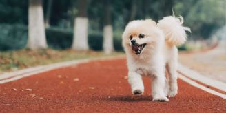 Überall Haare - So können Sie Ihren Hund beim Fellwechsel unterstützen