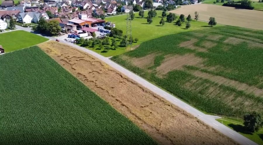 Bauern können ihre Ernte oft nicht einbringen.