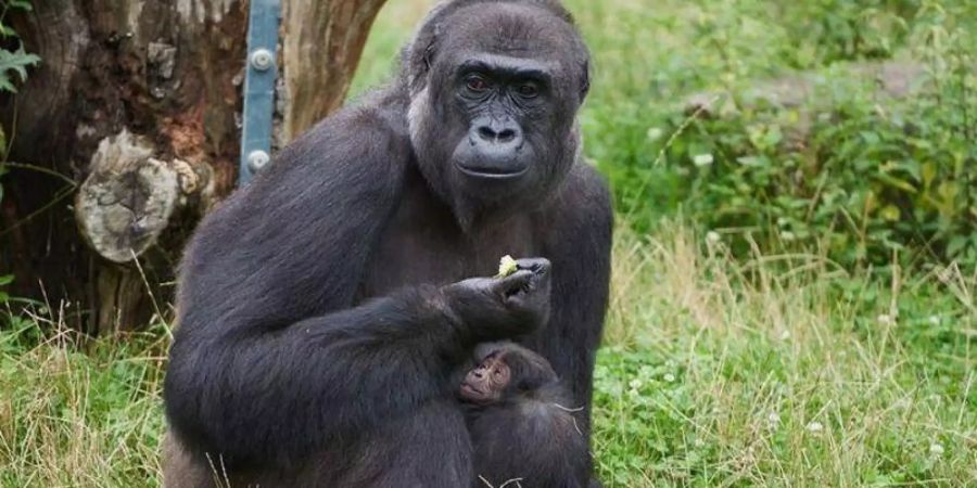 Gorillafrau «Muna» kümmert sich fürsorglich um ihren Sohn. Foto: Vera Gorissen/Zoo Krefeld/dpa