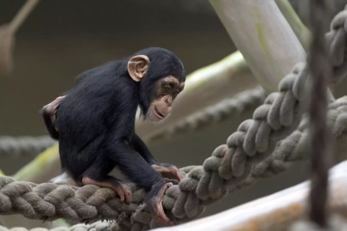 Brauchen Primaten Grundrechte? - Affe