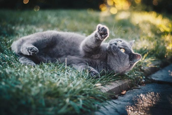 Vier Pfoten rät, gefährliche Pflanzen im Garten grundsätzlich zu meiden. Katze in Garten.