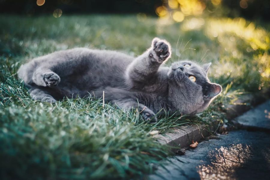 Katze in Garten.