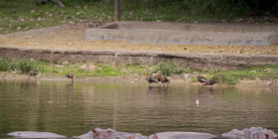 Nilpferde schwimmen in einem der Seen des Parks «Hacienda Napoles». Die Nilpferde, die der Drogenbaron Pablo Escobar nach Kolumbien brachte, breiten sich immer weiter aus. Foto: Luis Bernardo Cano/dpa