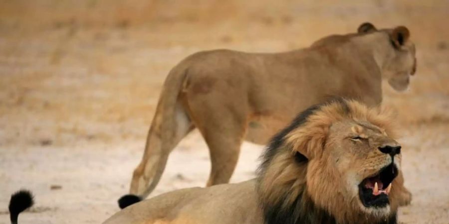 Jäger aus Deutschland haben im vergangenen Jahr 543 Jagdtrophäen mit nach Hause gebracht. Foto: Zimbabwe Parks And Wildlife Mana/ZIMPARKS/dpa-tmn